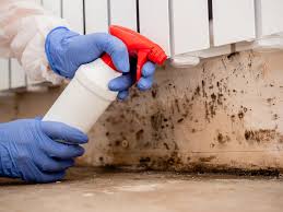 Why You Should Choose Our Mold Remediation Services in Morristown, NJ